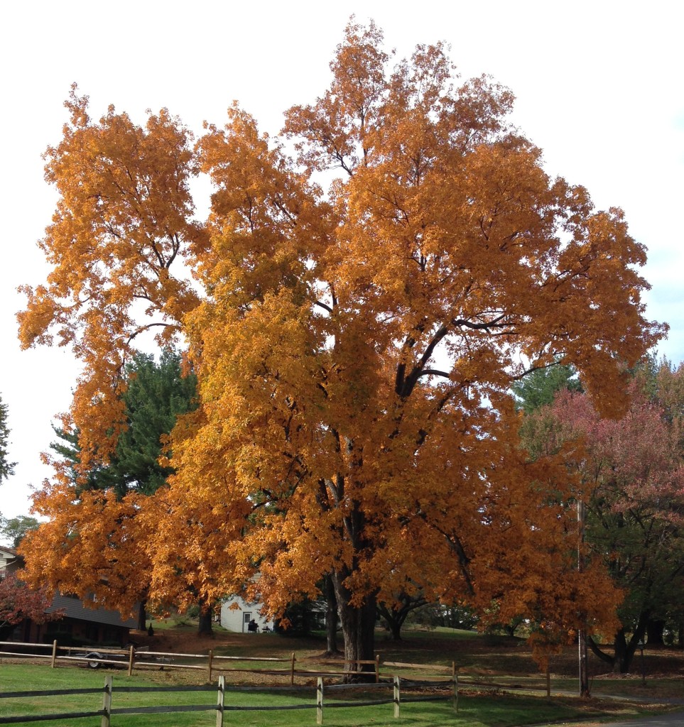 Collection 93+ Pictures show me a picture of a hickory tree Excellent