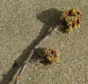 Maple buds 001