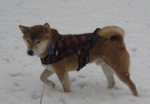 Kiko in Snow