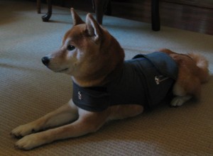 Thundershirt 005