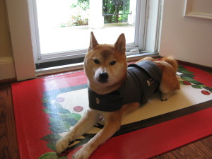 Thundershirt 015