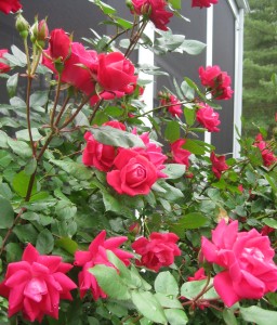 Moreroses002