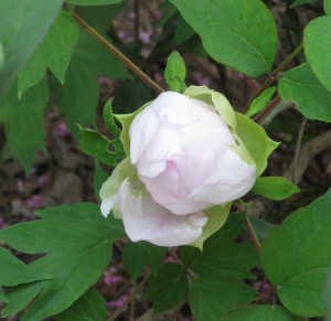 Peonybuds005