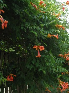 wild trumpet vine 006