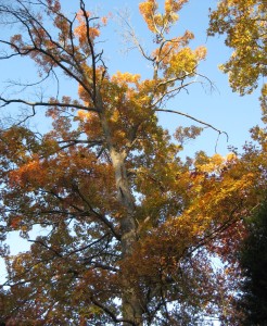 November trees 024
