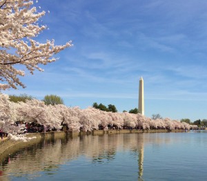 Cherry Blossoms 031