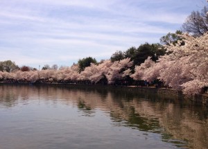 Cherry Blossoms 033