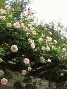May roses 009