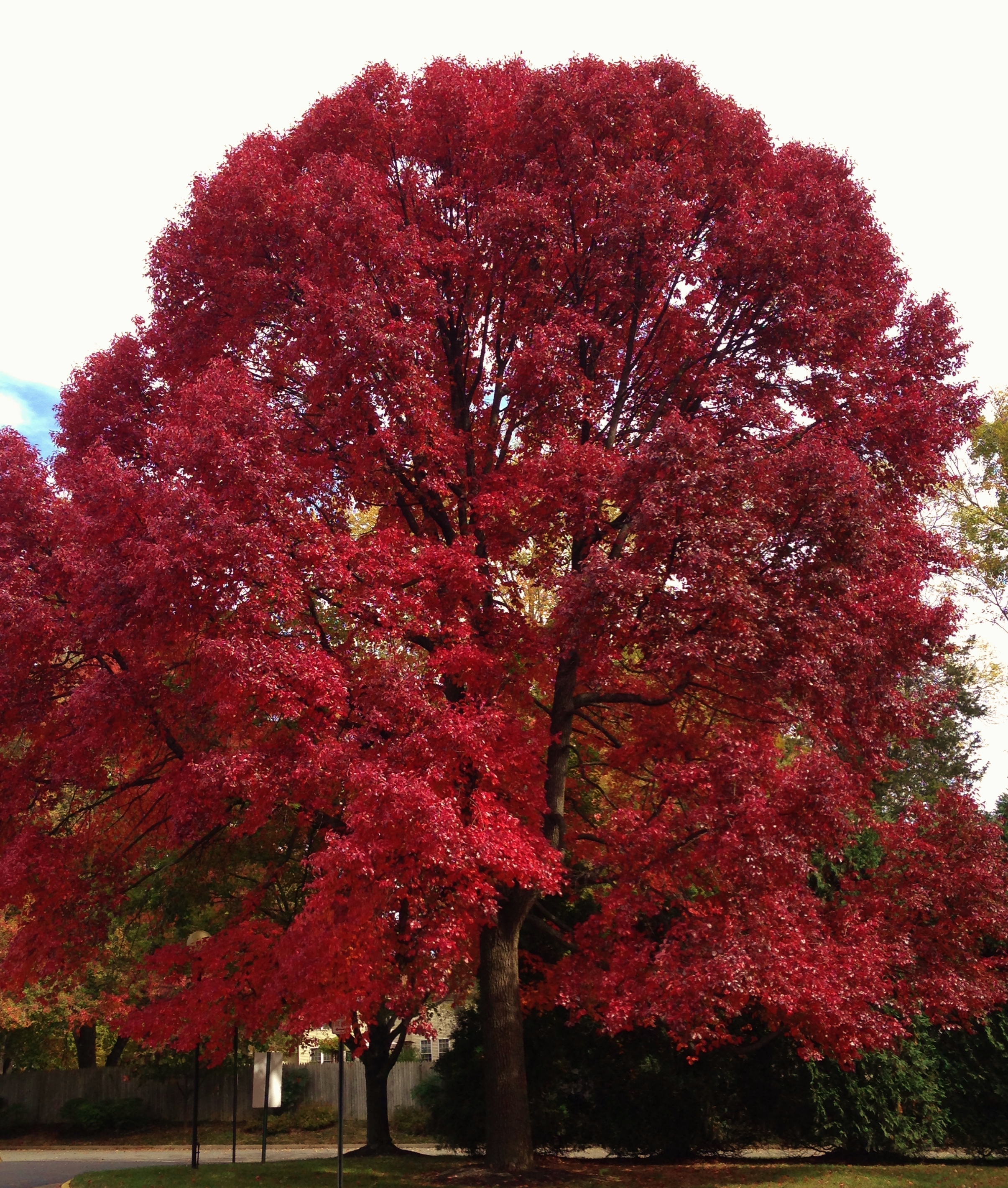 Красные деревья названия и фото. Клен остролистный Royal Red. Дуб красный Quercus rubra. Клен остролистный Кримсон Кинг. Клен остролистный "Royal Red" ("Роял ред").